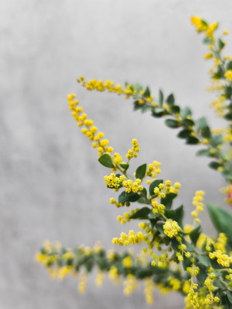 Sprigs of golden yellow flowers mimosa blooming against a neutral background mothers dayの写真素材