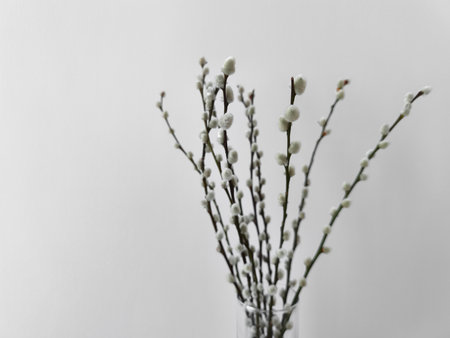 Willow branches showing new life in spring season copy space for equinox dayの写真素材