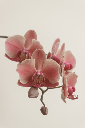 Delicate pink orchid blossoms creating a serene ambiance copy spaceの写真素材