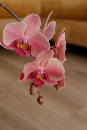 Pink orchid flowers blooming in soft light, elegance and beauty copy spaceの写真素材