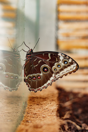 Morpho peleides butterfly reflecting in glass surface in prague botanical gardenの写真素材