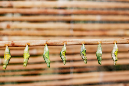 Butterfly cocoons hanging from a branch awaiting metamorphosisの写真素材