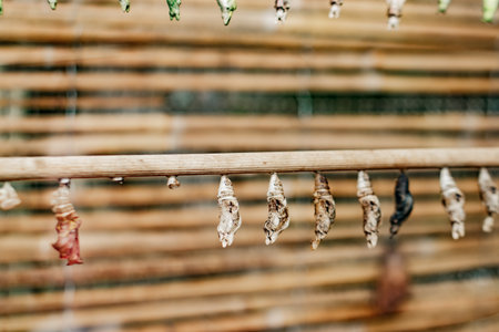 Butterfly cocoons hanging from a branch, transformingの写真素材