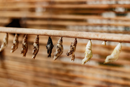 Butterfly chrysalises cocoons hanging, representing transformation and new lifeの写真素材
