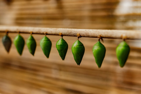 Butterfly chrysalises hanging and waiting for transformationの写真素材