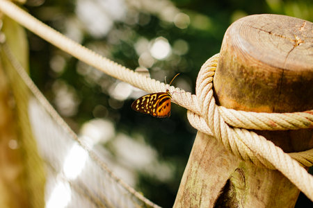 Butterfly resting on rope in botanical garden, prague, symbolizing transformation of life