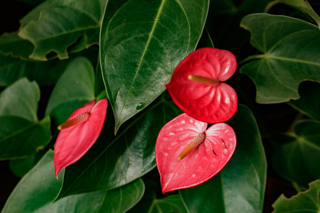 Red anthurium flowers growing among lush green leavesの写真素材