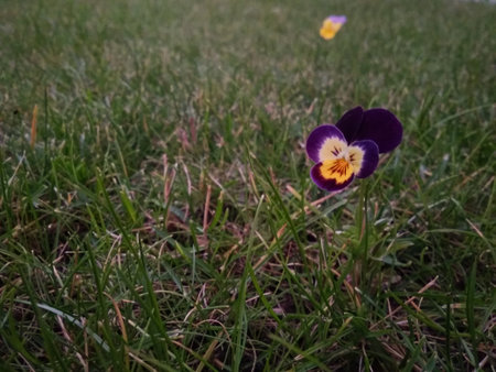 Purple and yellow pansy flower growing in green grassの写真素材