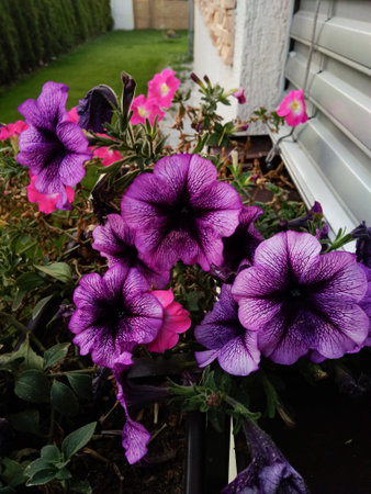 Purple petunias blooming near window in gardenの写真素材