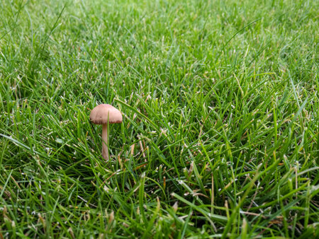 Small mushroom growing in green grass lawnの写真素材