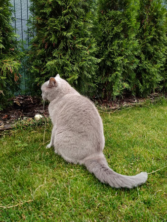 British shorthair cat relaxing on grass in gardenの写真素材
