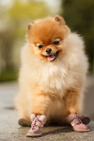 Adorable pomeranian dog wearing shoes sitting and pantingの写真素材