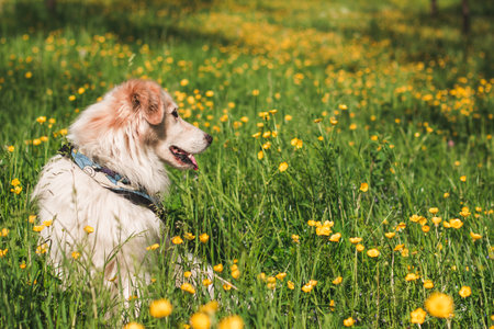 White dog sitting in a field of yellow flowers enjoying springtimeの写真素材