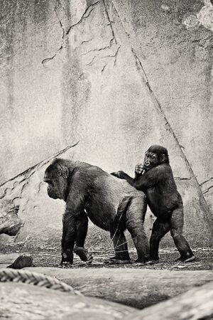 A Mothers Gentle Love