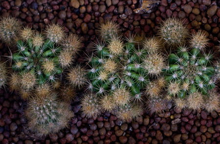 small decorative cactus in pot, isolated on white, top view