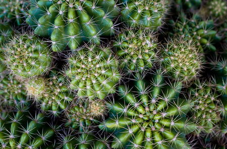 small decorative cactus in pot, isolated on white, top viewの写真素材
