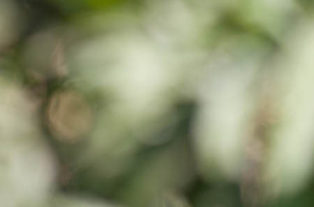 Natural green blurred backgroundの写真素材
