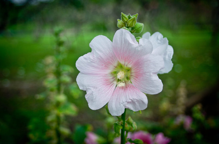 hollyhock, Alcea roseaの写真素材