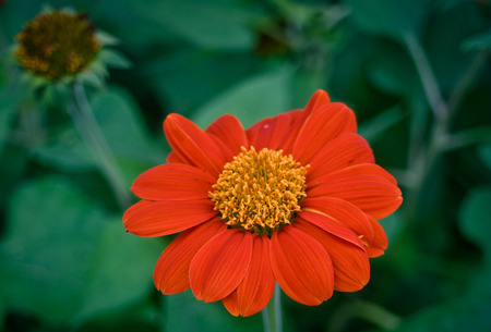 flowers gardenの写真素材