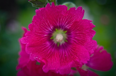 Flowers in the garden,Flowers Holly Hock (Hollyhock)の写真素材