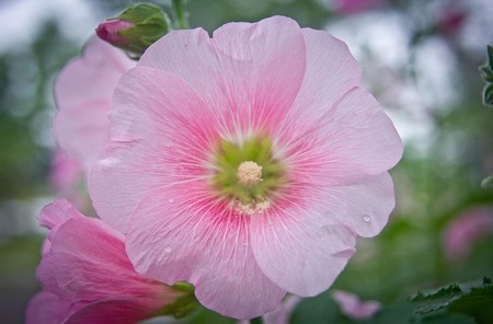 Flowers in the garden,Flowers Holly Hock (Hollyhock)の写真素材