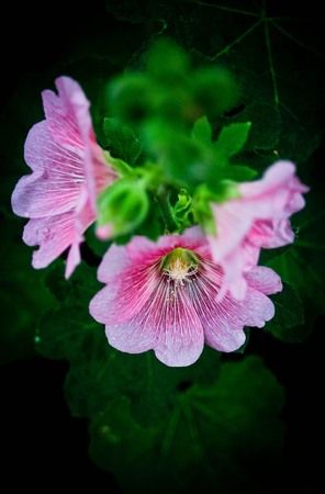 Flowers in the garden,Flowers Holly Hock (Hollyhock)の写真素材