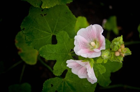 Flowers in the garden,Flowers Holly Hock (Hollyhock)の写真素材