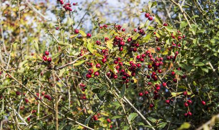 Berry tree up in the mountain