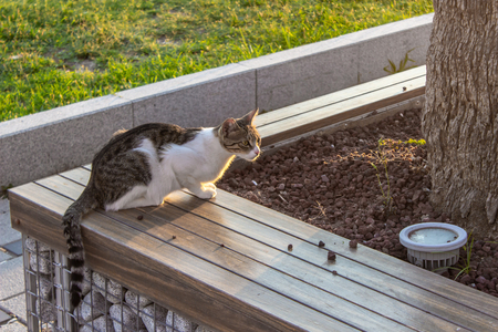 Wide sweet cute cate shot on the street bank at sunset time. Photo has taken in Izmir at Turkey.の写真素材