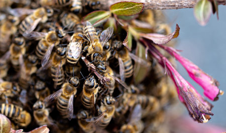 Colony of bees escaped. Escaped bees swarm nesting on a bush