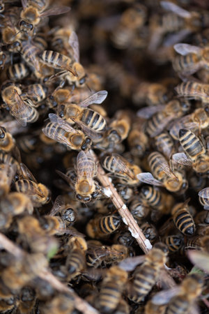 Colony of bees escaped. Escaped bees swarm nesting on a bush