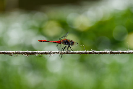 dragonfly is a flying insect belonging to the order Odonata, infraorder Anisoptera
