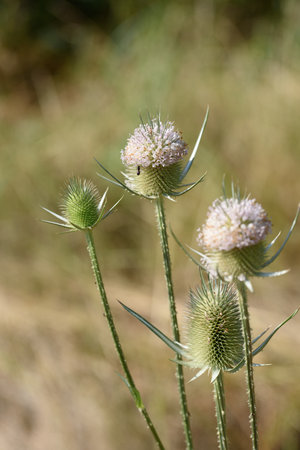 Dipsacus is a genus of flowering plants in the family Caprifoliaceae. T