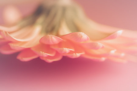 Gerbera flower on color background. The genus was named in honor of German botanist and medical doctor Traugott Gerberの写真素材