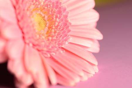Gerbera flower on color background. The genus was named in honor of German botanist and medical doctor Traugott Gerberの写真素材