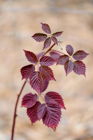 Autumn raspberry leaves on a blurred background. Shallow depth of field.