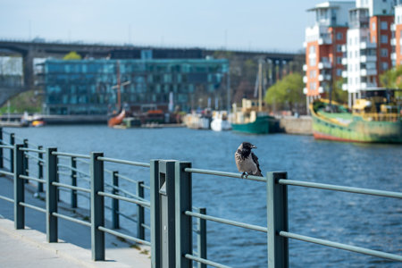Hooded crow sits on a railing by the lake in the background Stockholm.の写真素材