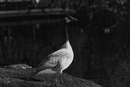 The barnacle goose (Branta leucopsis) is a species of goose that belongs to the genus Branta of black geese, which contains species with largely black plumage.の写真素材