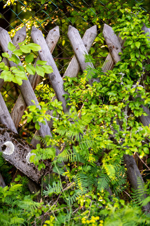 Flowered wood fence in garden in summer.の写真素材