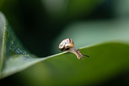 White-lipped snail on green leaf of Hosta