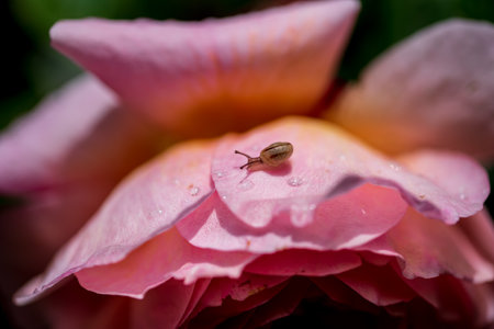 Spring. Rose. A rose is either a woody perennial flowering plant.の写真素材