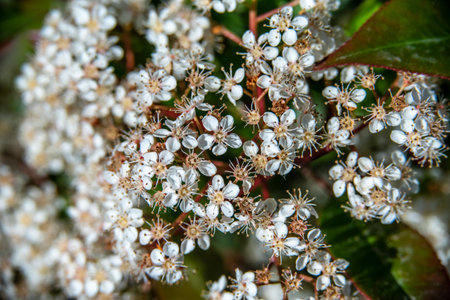 Spring. White flowers. Prunus laurocerasus also known as cherry laurelの写真素材