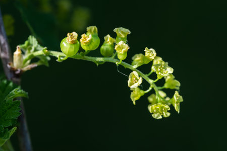 A white currant bush with flowers and fruit. Ribes rubrum berries and green leaves, garden bush.の写真素材