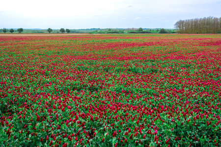 Landscape. Trifolium incarnatum, known as crimson clover or Italian clover, is a species of short-growing flowering plant in the family Fabaceae, native to most of Europe. Field of flowering crimson clovers (Trifolium incarnatum) in spring rural landscape.の写真素材