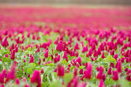 Landscape. Trifolium incarnatum, known as crimson clover or Italian clover, is a species of short-growing flowering plant in the family Fabaceae, native to most of Europe. Field of flowering crimson clovers (Trifolium incarnatum) in spring rural landscape.の写真素材