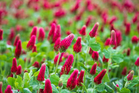 Landscape. Trifolium incarnatum, known as crimson clover or Italian clover, is a species of short-growing flowering plant in the family Fabaceae, native to most of Europe. Field of flowering crimson clovers (Trifolium incarnatum) in spring rural landscape.の写真素材