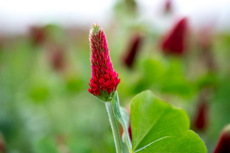 Trifolium incarnatum, known as crimson clover or Italian clover, is a species of short-growing flowering plant in the family Fabaceae, native to most of Europe.の写真素材