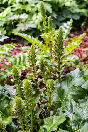 Acanthus balcanicus, is an endemic herbaceous perennial plant in the genus Acanthus, native to the Balkan peninsula, up to Dalmatia.の写真素材