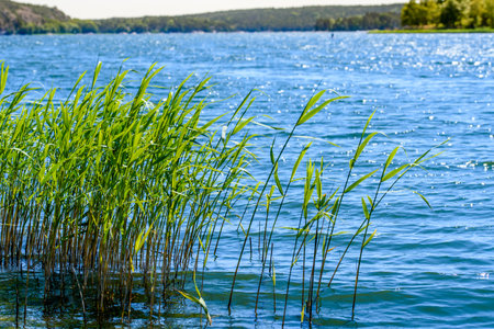 The tall grass, sedge on the shore of the lake, glistened with dew in the strong sunlightの写真素材