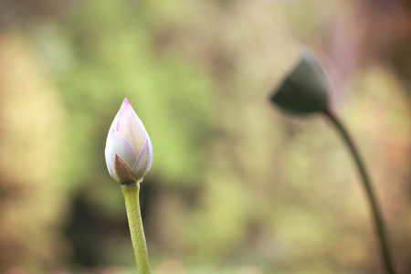 lotus flower. Close up of a pink lotus bud flower before and after blooming. In Buddhist symbolism, the lotus represents purity of the body, speech and mind.の写真素材